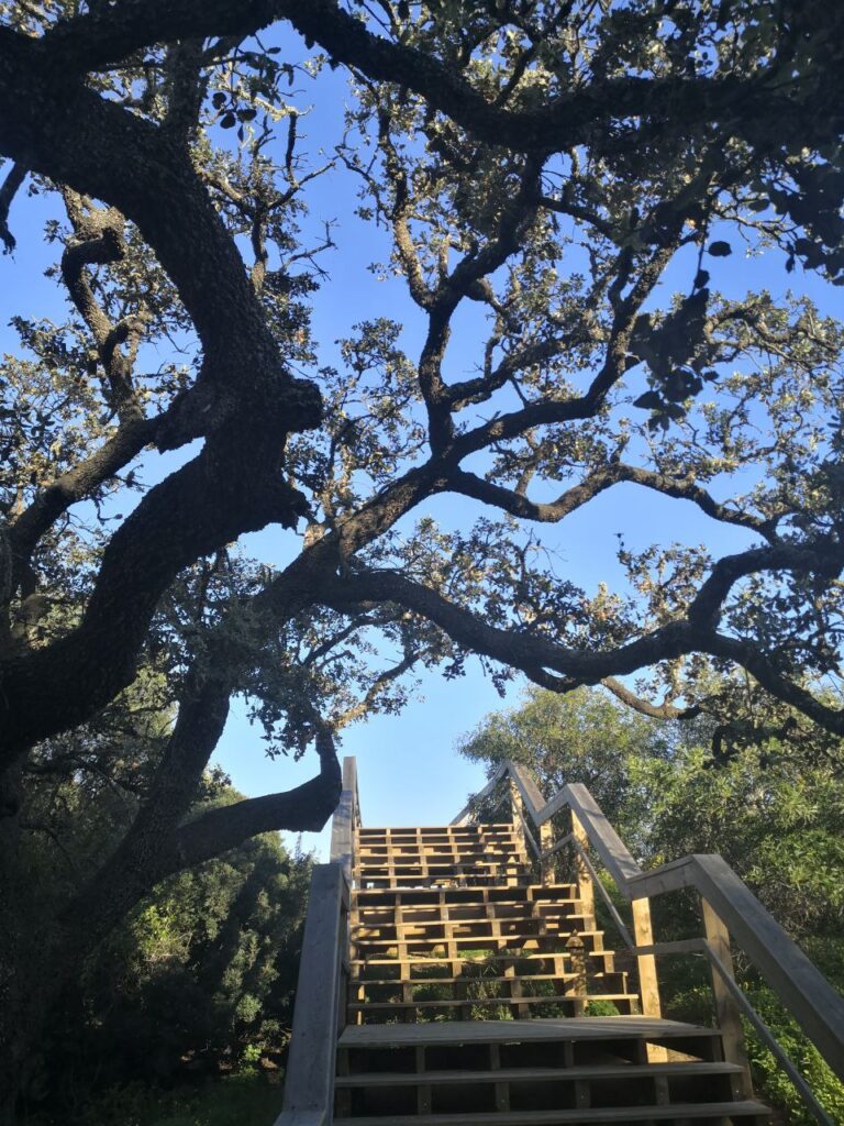 Holztreppe geht nach oben und wird von einem Baum überdeckt